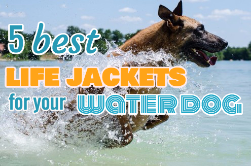 best dog life jacket reviews